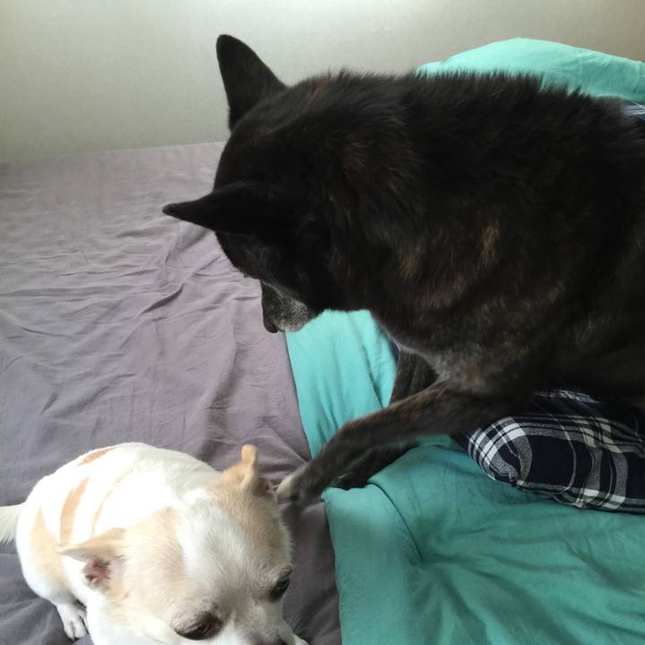 Cd6a0cbb 6ddf 4fd9 8484 52fe7cb2aa4b