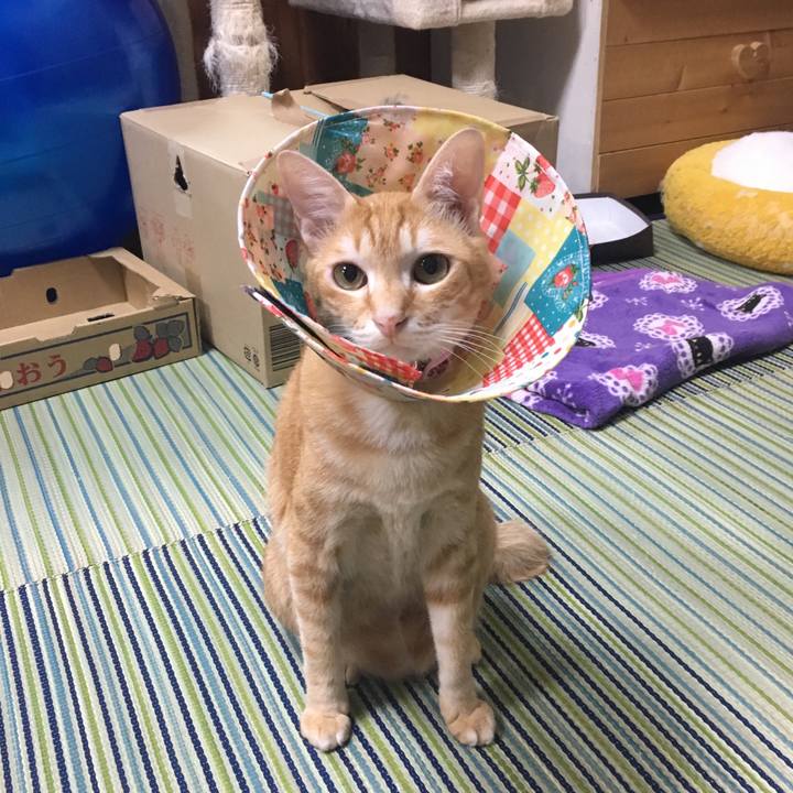 Cd6ce33e 2669 4c1b b431 90a773c1d2fe