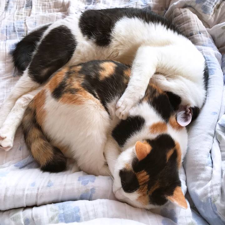 Cd6e9669 a0ea 46fd 81b5 4bbce556f436