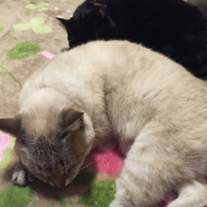 Cd6f28ab ec02 4c02 9bd9 4918c24ffb9a