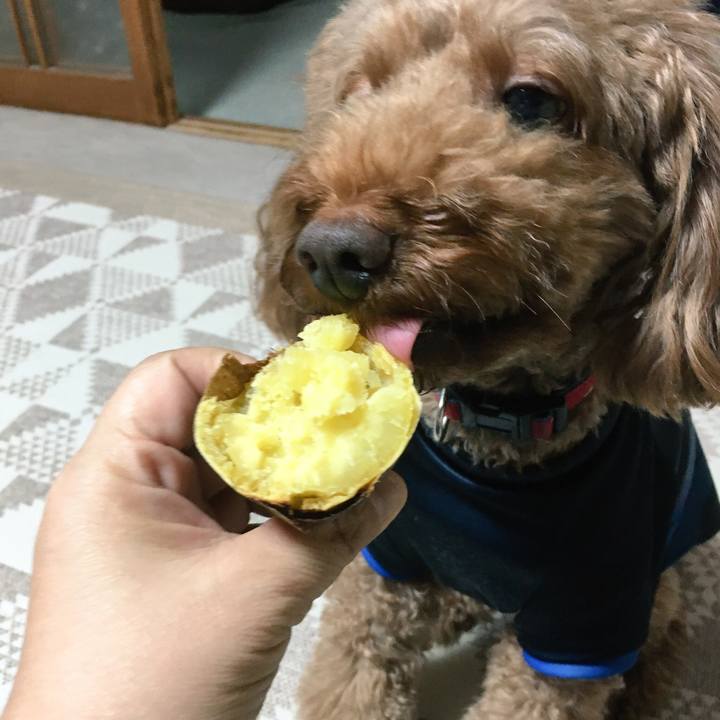 Cd6f8779 3293 4f1d b498 8757e019483c