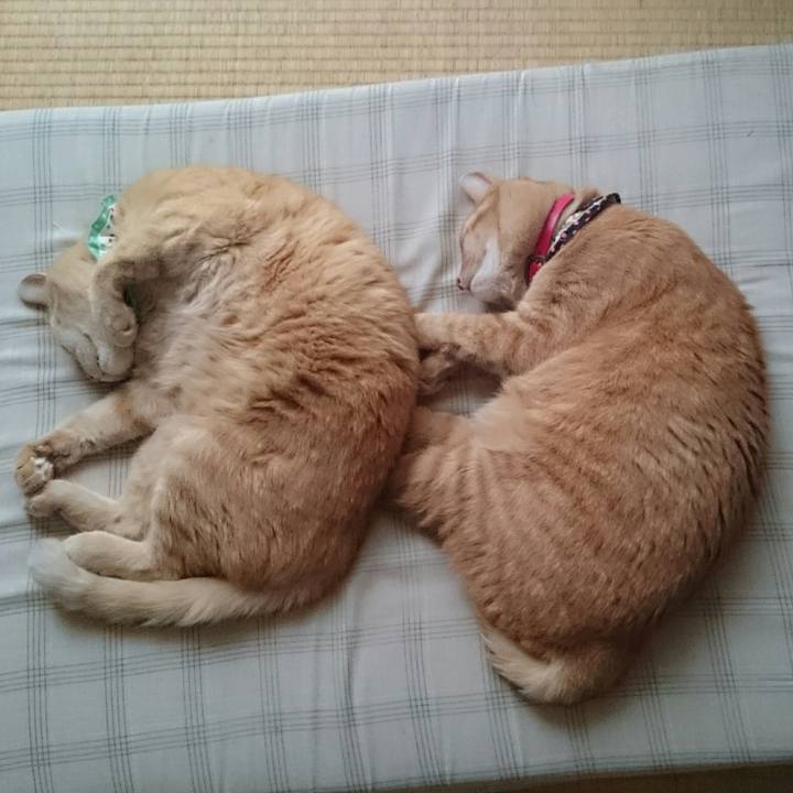 Cd70ee55 e338 4eca 9af5 c4185cd8c490