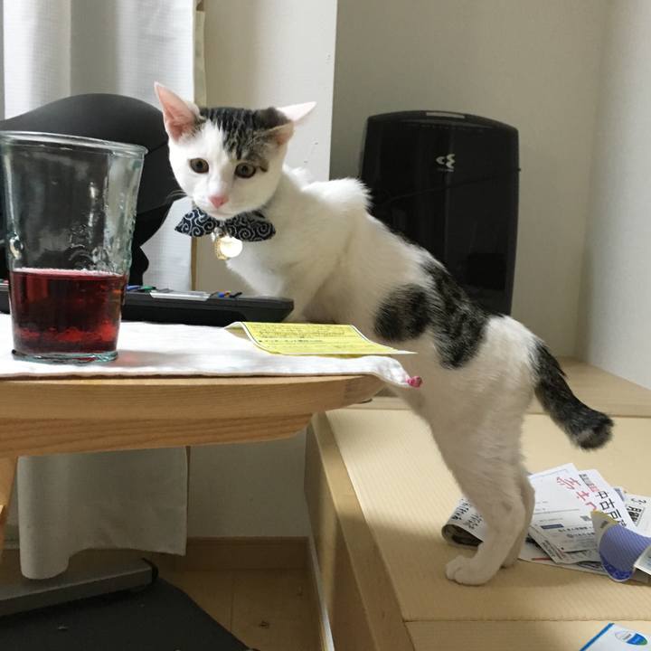 Cd77139d 3bad 4f40 9bf0 183e9084450c