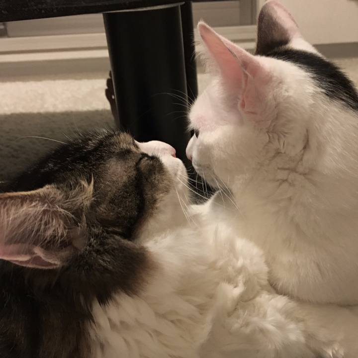 Cd78d452 a0d5 4594 9aaa 09828b80f3d0