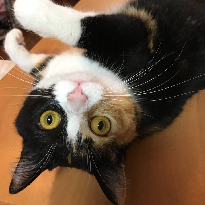 Cd81fdee 3c6f 42da a3d5 956f7970d468