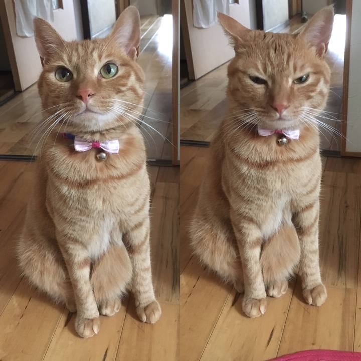 Cd85d1f8 cc68 464c b9fc 14f5e4ebe700