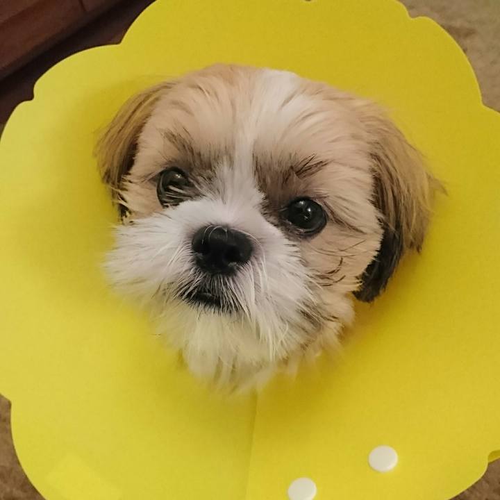 Cd862227 6c72 4065 b827 0c1ee8c8c170