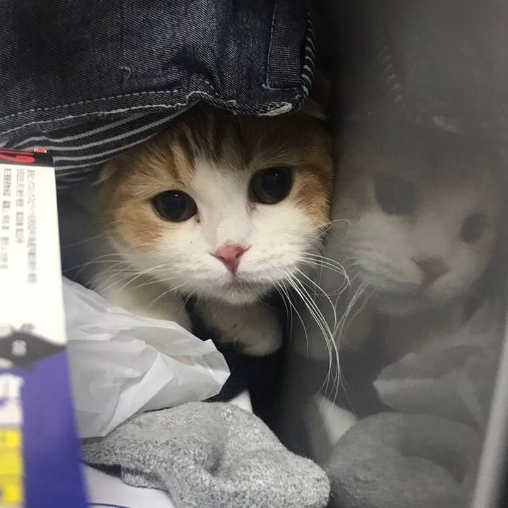 Cd8882d8 8062 41e4 b86a 1b907d51112f