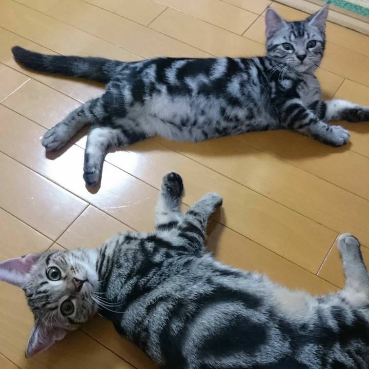 Cd8a44a7 d295 4a60 bc36 fa58494e5ca3