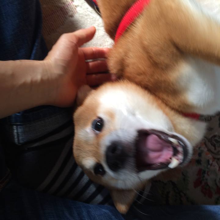 Cd8bfe26 c426 44ef b7e4 70c6df2327d4