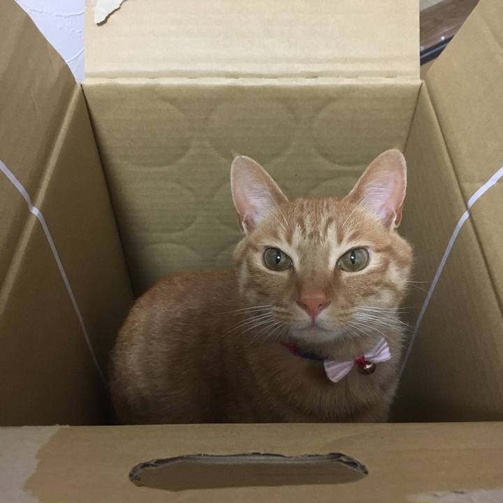 Cd95bcaf cfda 4fc7 b520 2bd2b53b3852