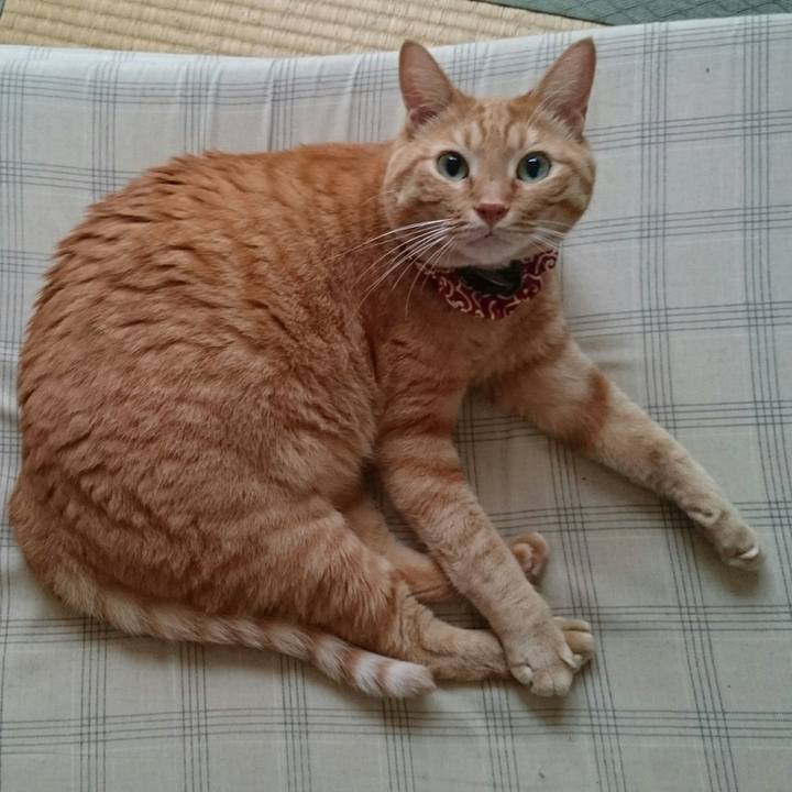 Cd98dfdc c9a5 4ad8 b14a 6677e7a8d366