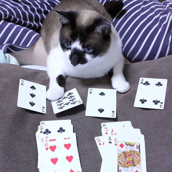 Cda20733 877e 4dfd 84b1 a729de1a4d61