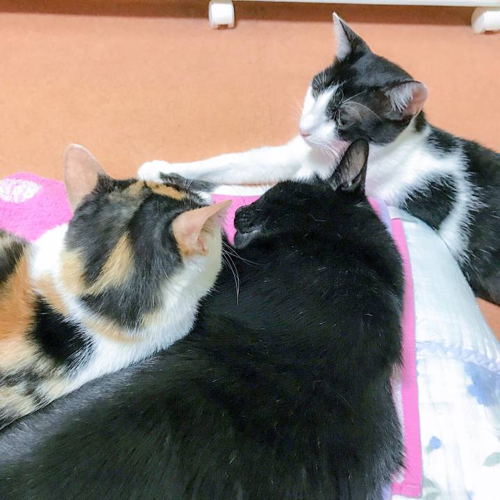 Cda4a6c6 717c 4b14 bbe7 75edbca7ef8e