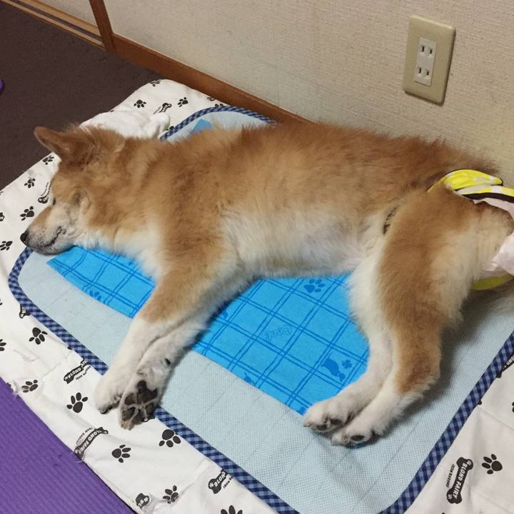 Cda4fc4a 8915 4331 8b2f f668f33448d2