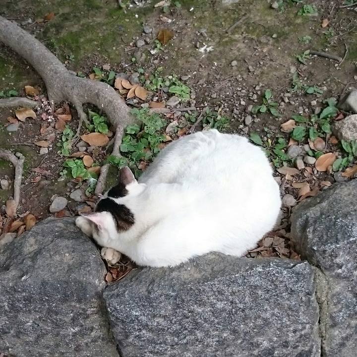 Cda5024a 03a9 4c8c 9403 a0724b8112ac