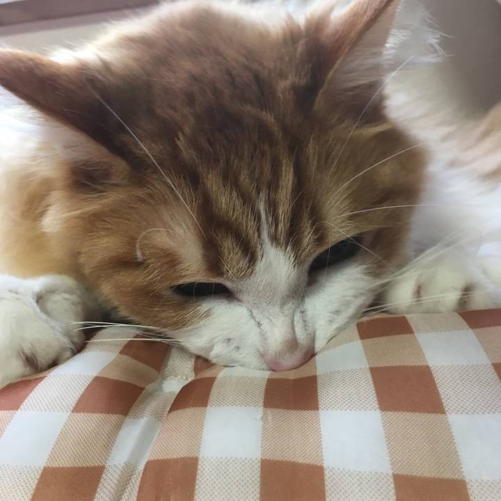 Cda6d0cd 1f34 4c34 9490 77d312c9aced