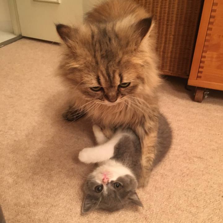 Cda70b05 da90 4d54 a706 b8a92eafb31f