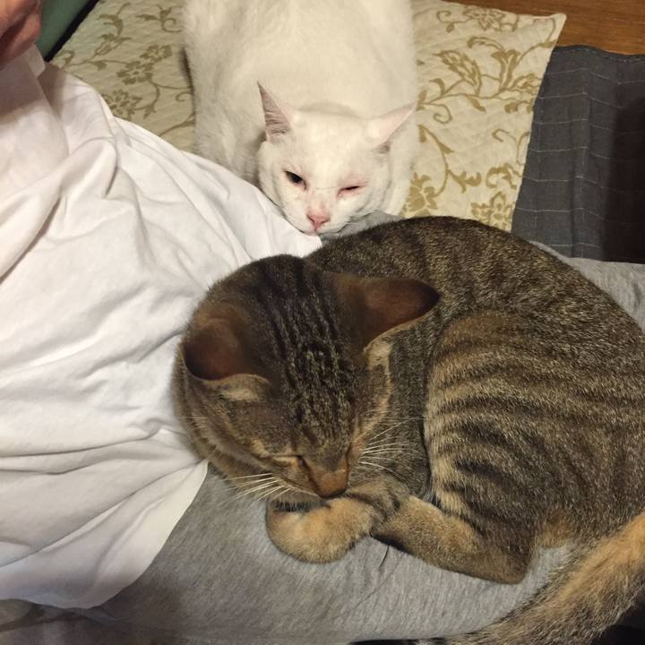 Cdaa871e 43d4 4583 92c8 cee95ef5b0e9