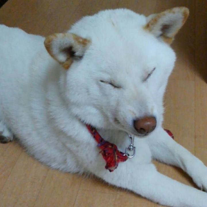 Cdb81bd9 38f1 49b0 82d6 007608bb0de8