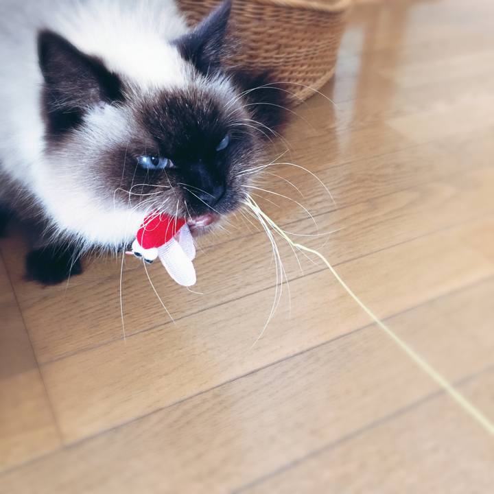 Cdbb067b 7ee8 4ef0 a42d 8cc4688463b9