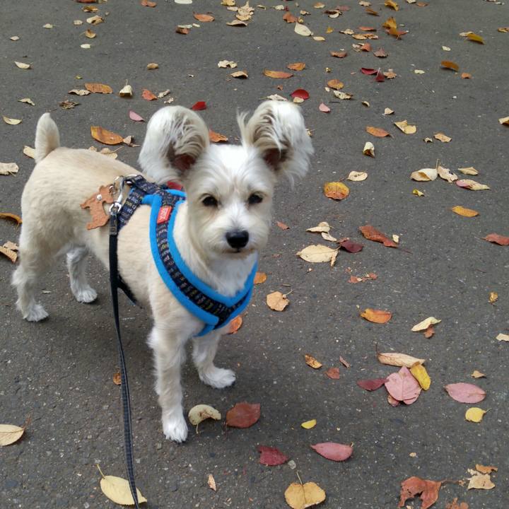 Cdbc5c3a 1184 47ab b91c 6f780b6b678f