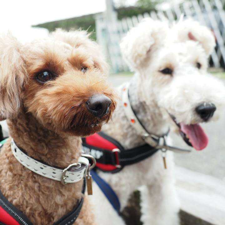 Cdc84027 f08f 400d b142 4cef2692b233