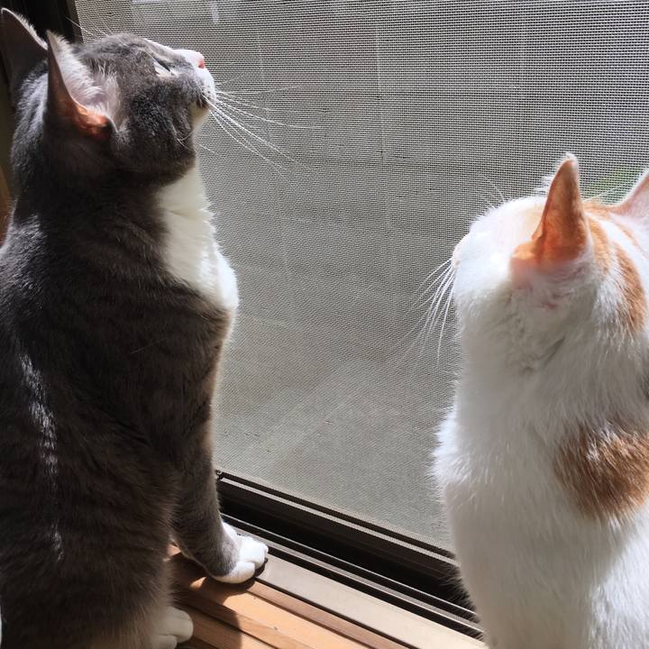 Cdc87085 a751 44af a4fd f489f12850cc