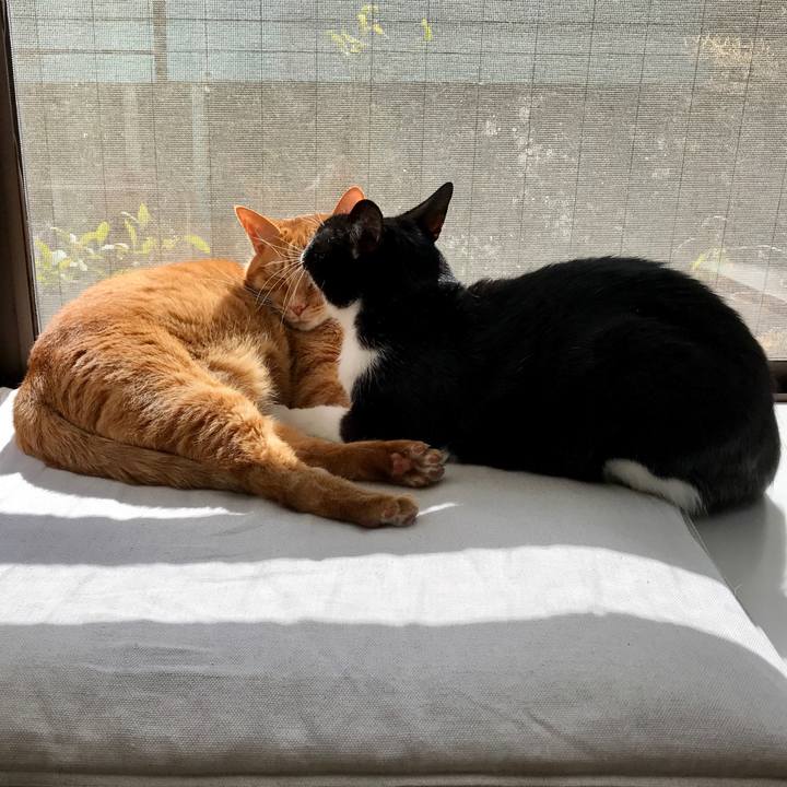 Cdc90c7f e8dd 4f40 8b97 1de5d629fd0c