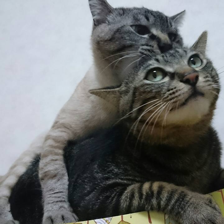 Cdcc17e0 c7be 44e7 b13a 8db0ce266b92