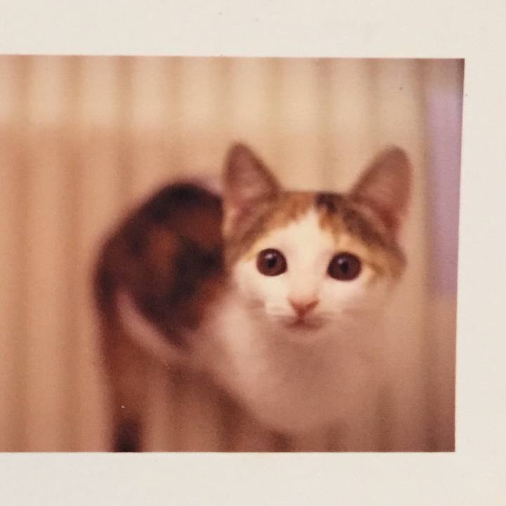 Cdcc70b4 8525 4b7c bbf4 edb7f884e4b4