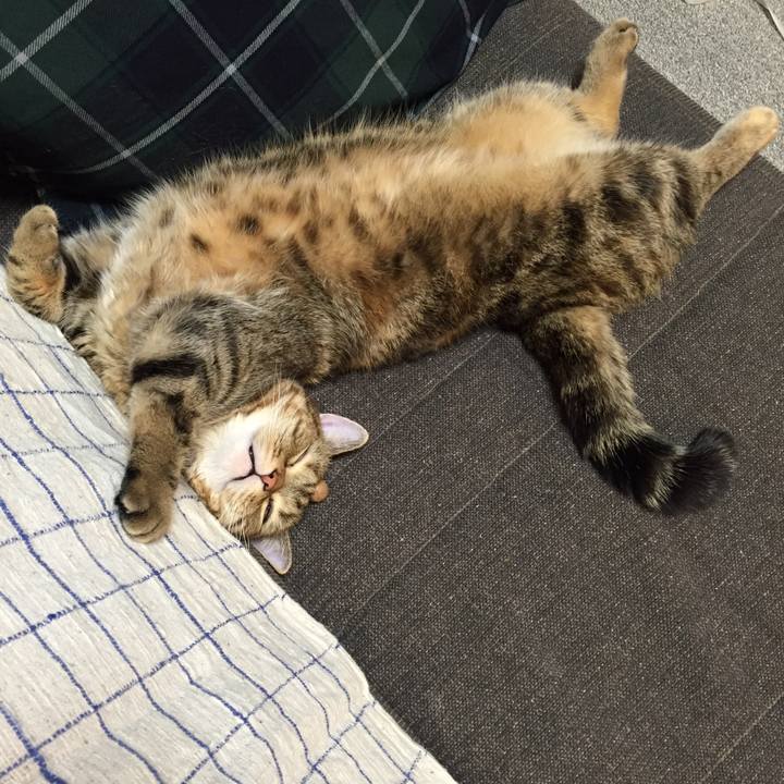 Cdd544d1 d29f 4484 adb4 9299180693f3