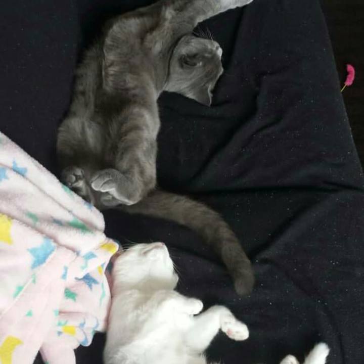 Cddb8ba6 92ae 447d 844a 792e93cf34a7