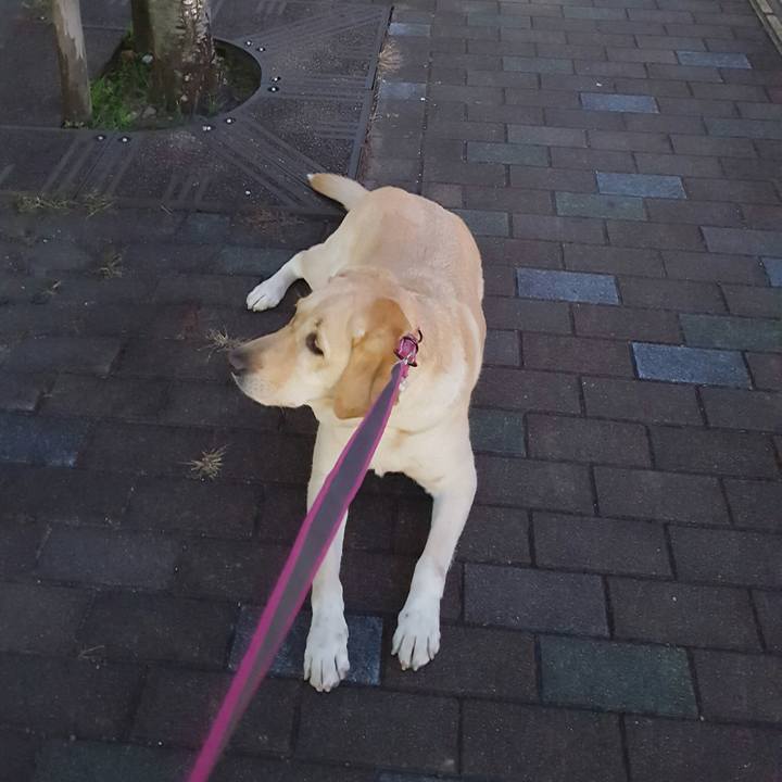 Cddcd16c c97f 46d5 b681 125a298abb72