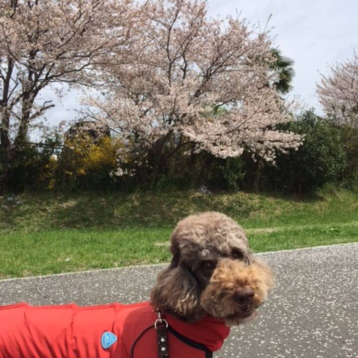 Cddd0f70 efe4 4523 a6e1 81378c195987