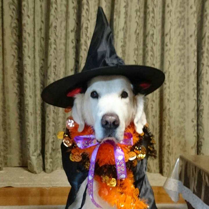 Cddee84c 08ea 448f 98be 7f8baaaa3be9