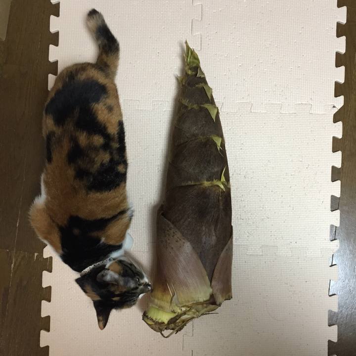 Cddfbb90 f32b 478c 9c8c 9e4a7e71d5ad