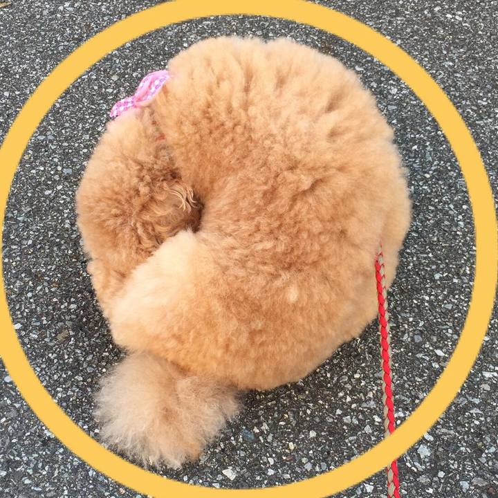 Cde91356 e932 414c 9e4d de55025a90b6