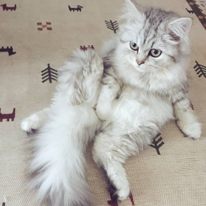 Cdedc113 1229 4d4f a180 15405fca0e0f