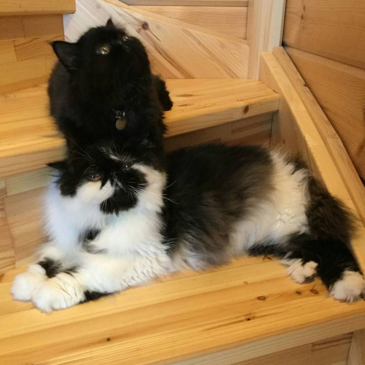 Cdf32422 60bf 4aee bb1c 23c678d0d93c