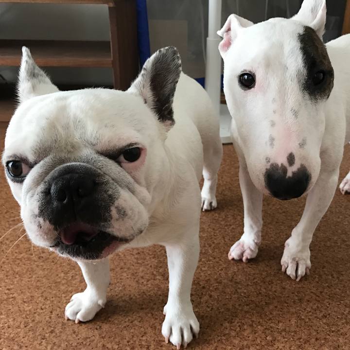 Cdfc82c4 4629 497e a8e1 c339da5f0d56