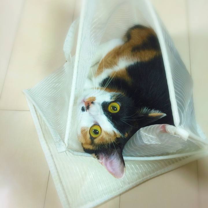 Ce048aba 17fd 4842 8fd7 2bc214fe0b7a