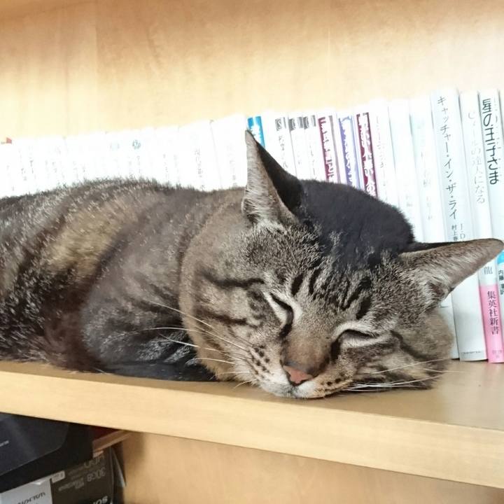 Ce0bd2a5 bc0b 42c8 9290 8910ad40d1b6