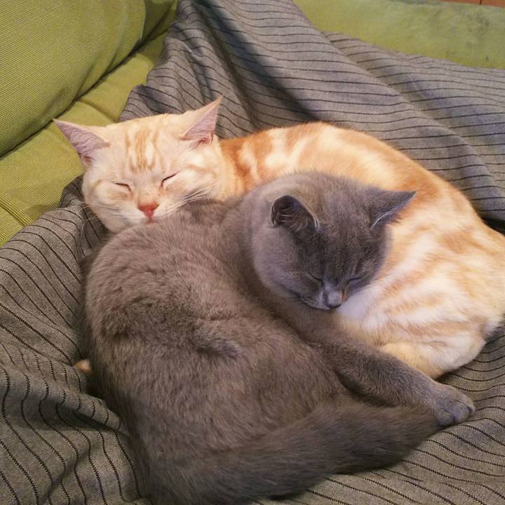 Ce11258a 3a7c 4969 9a42 1f7f05231dae