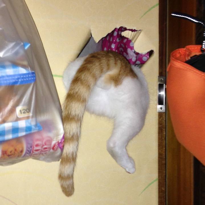 Ce1f1b74 aa7a 4a0b a5cb e54f45af6241