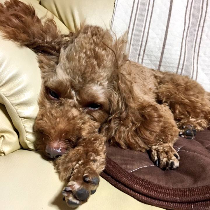 Ce212689 85c4 444d 9816 5d6dc50c4eb4