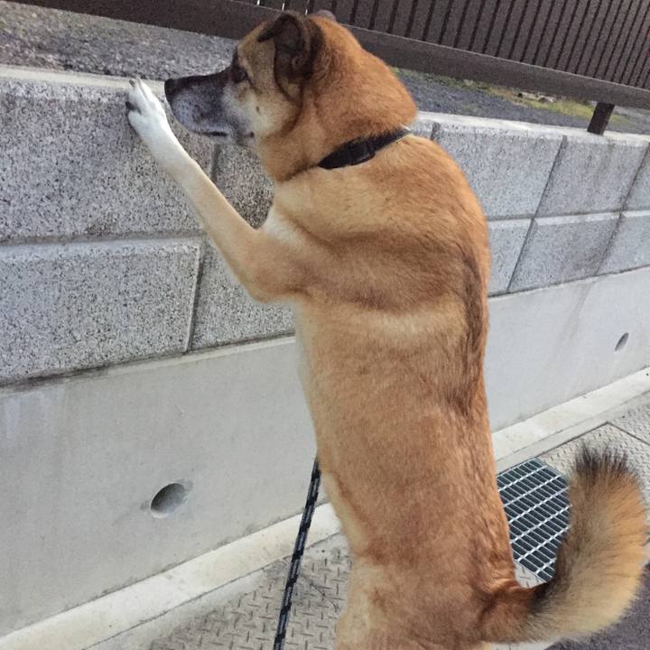 Ce212933 baa7 4746 815d 6cea32d8f837