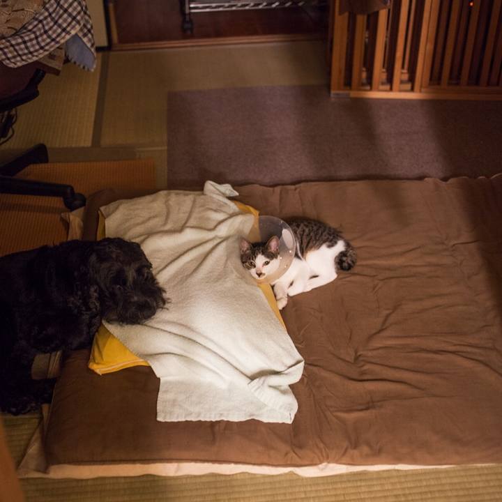 Ce2e9349 3dbf 4b2e a338 8a3da55ac438