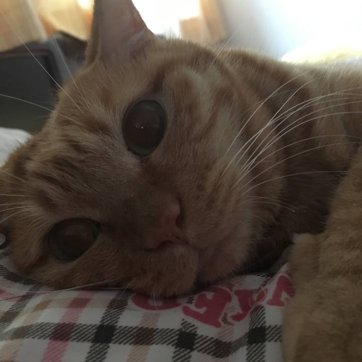 Ce3d2d2b ac6e 4c96 80b7 30bef8ae400b