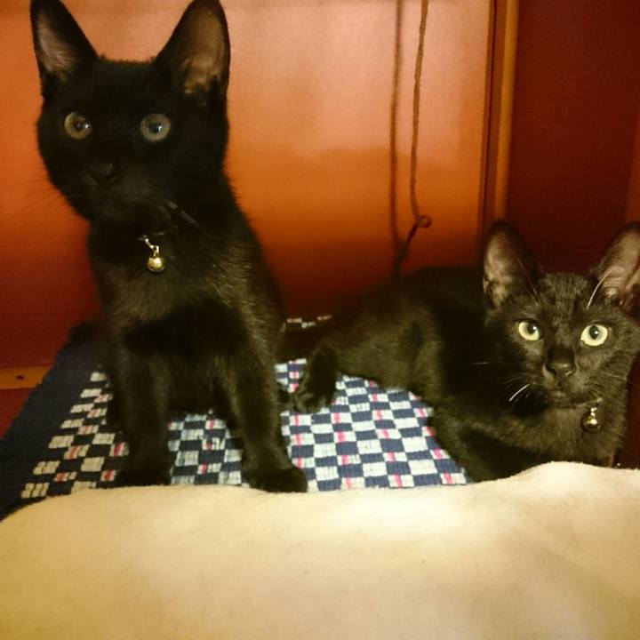 Ce3e57cc 0242 41cb 81d2 2faedb9b0875